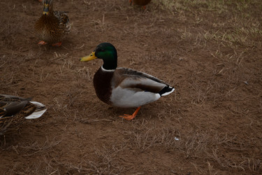 Similar image 21672607