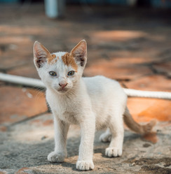 Similar image 21672545