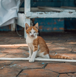 Similar image 21672546