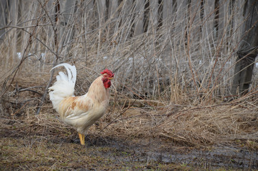 Similar image 21677163