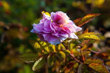 Similar image 21674196