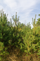 Similar image 21673848