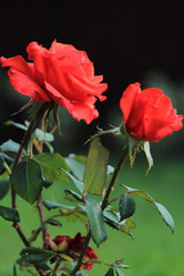 Similar image 21673885