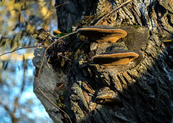 Similar image 21674442