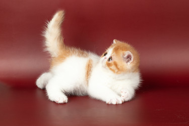 Similar image 21679652