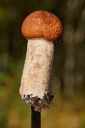 Similar image 21674454