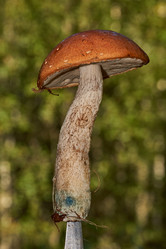 Similar image 21674455