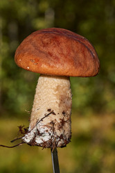 Similar image 21674456