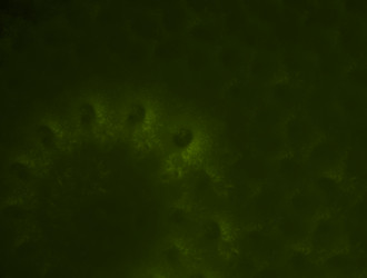 Similar image 21676548