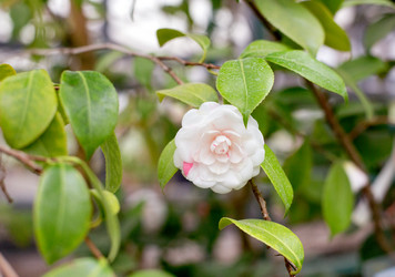 Similar image 21675581