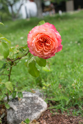 Similar image 21675968