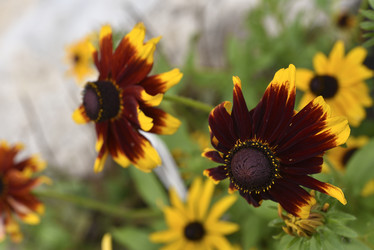 Similar image 21676580