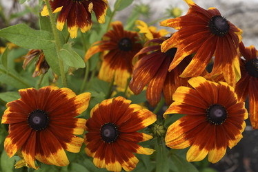 Similar image 21676581