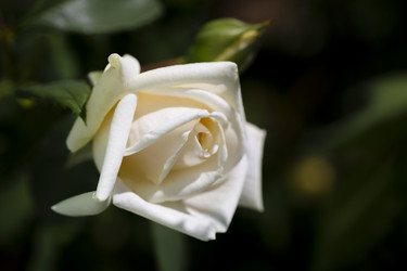 Similar image 21675354