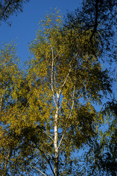 Similar image 21677433