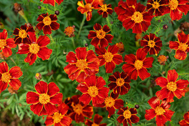 Similar image 21679661