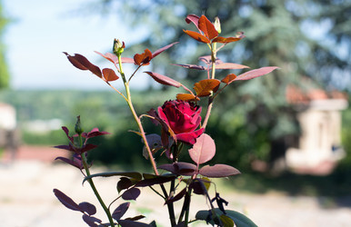 Similar image 21678288