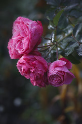 Similar image 21680436