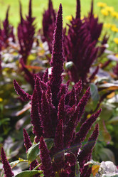 Similar image 21679863