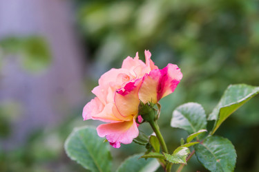 Similar image 21682969