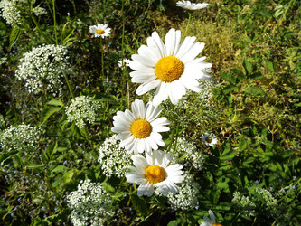 Similar image 21683003