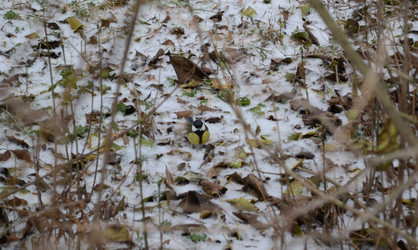 Similar image 21683725