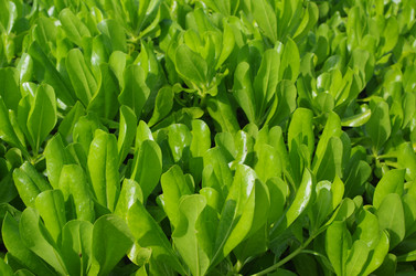 Similar image 21684453