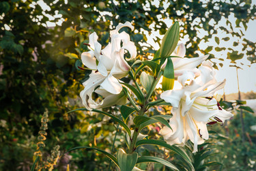 Similar image 21684525