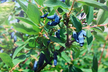 Similar image 21684533