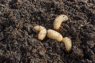 Similar image 21684535