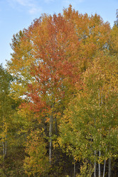 Similar image 21684405