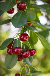 Similar image 21684876