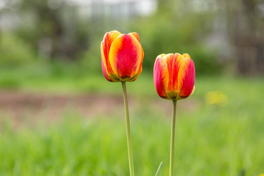 Similar image 21684883