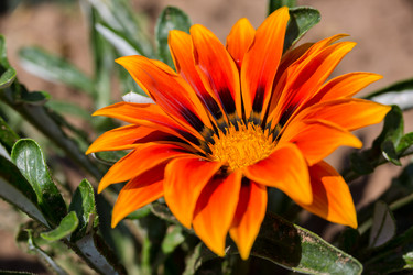 Similar image 21684899