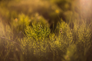 Similar image 21684909