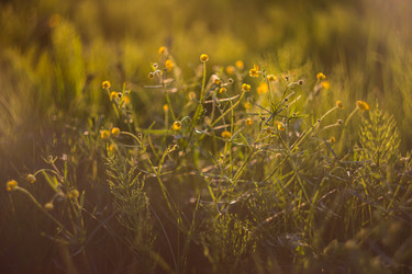 Similar image 21684910