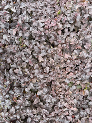 Similar image 21690902