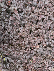 Similar image 21690903