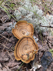 Similar image 21685753