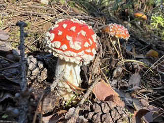 Similar image 21685758