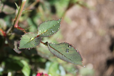 Similar image 21703103