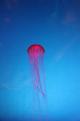 Similar image 21699817