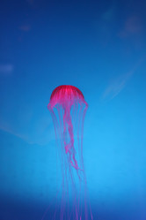 Similar image 21699818