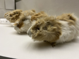 Similar image 21697187