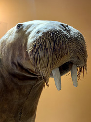 Similar image 21699042