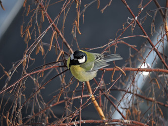 Similar image 21686679