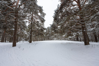 Similar image 21686855