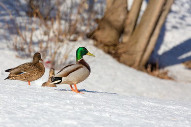 Similar image 21686858