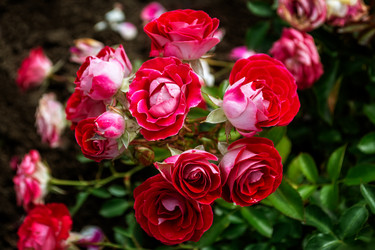 Similar image 21686688