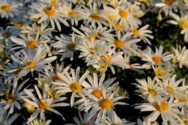 Similar image 21694099